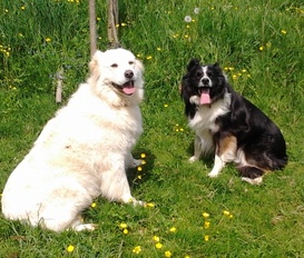 Bauernhof Lützelbach