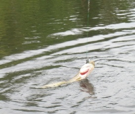 Ferienhaus Zinkgruvan 