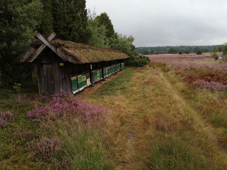 Bienenzaun in der Heide