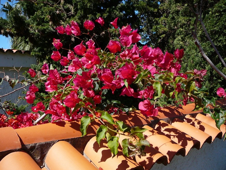 Bugainvilea