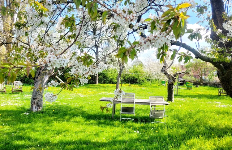 Blick zu den Obstbäumen