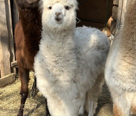 Bauernhof Käbschütztal