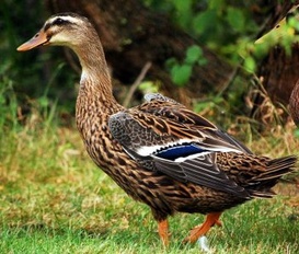 Ferienwohnung St. Peter-Ording