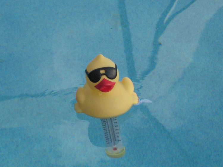 Blue unsere Poolente zeigt das ganze Jahr die Temperatur an - meistens 25 - 30° C