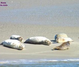 Ferienwohnung Büsum - Warwerort