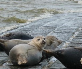Ferienwohnung Koksijde-St-Idesbald