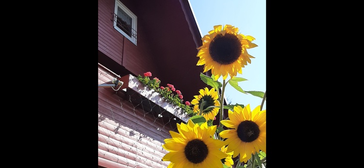 Schwedenrote Finnhütte