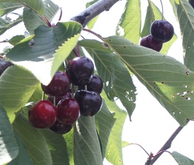 Ferienhaus Cilento Nazionalpark san mauro cilento