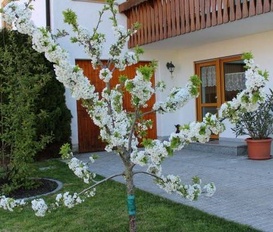 Holiday Apartment Lauf