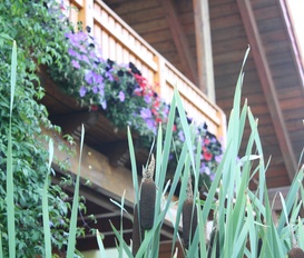 Ferienhaus Oberfranken Ferienwohnung Ferienhauser Ferienwohnungen Urlaub Auf Dem Bauernhof Privat