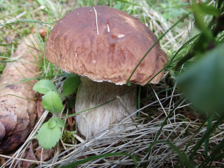 Steinpilz
