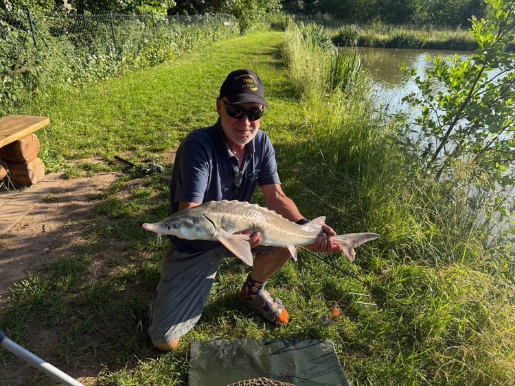Stör aus dem Angelweiher