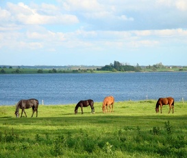 Ferienhaus Insel Poel