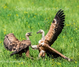Ferienwohnung Naturpark Vercors- Drôme  Gigors