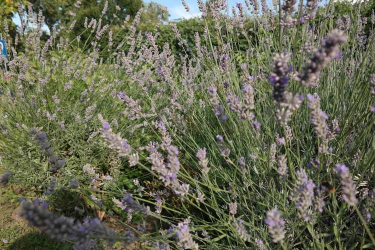 Haus Kaufen In Eisenstadt Bei Immowelt At Haus Kaufen In Eisenstadt Bei Immowelt At