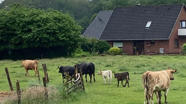 Mutterkühe mit Kalb Mutterkühe mit Kalb