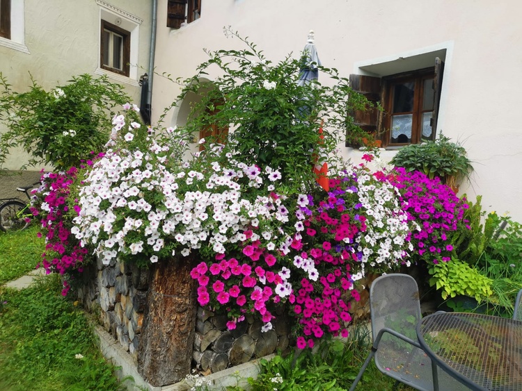 Sommerblüten