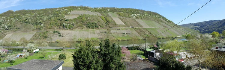 Blick zur Mosel Blick zur Mosel