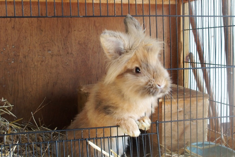 Hugo der Hase Hugo der Hase