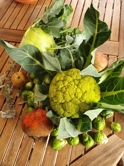 Gemüseproduktion Gemüseproduktion