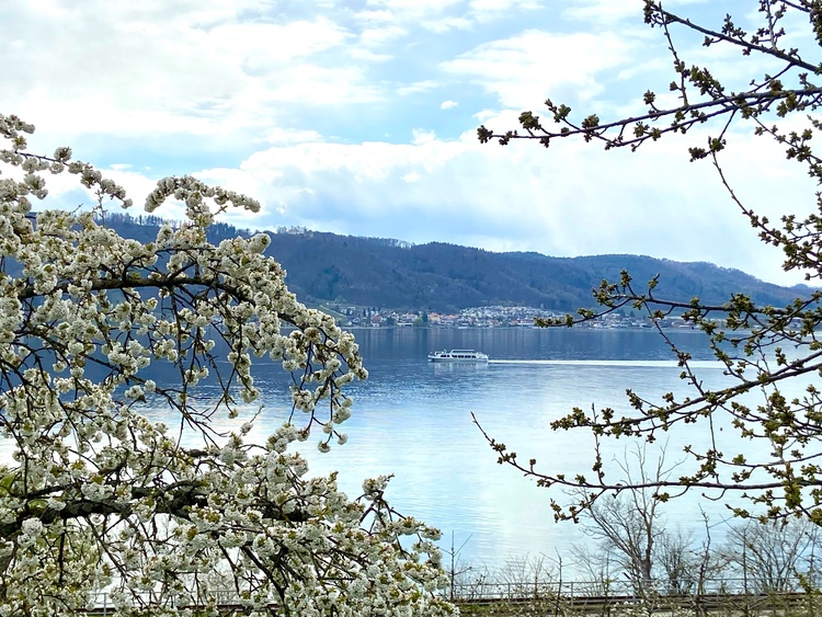 Blütenweg am Bodensee Blütenweg am Bodensee