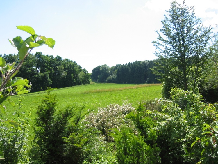 Die Wiesen und Wälder hinterm Haus Die Wiesen und Wälder hinterm Haus