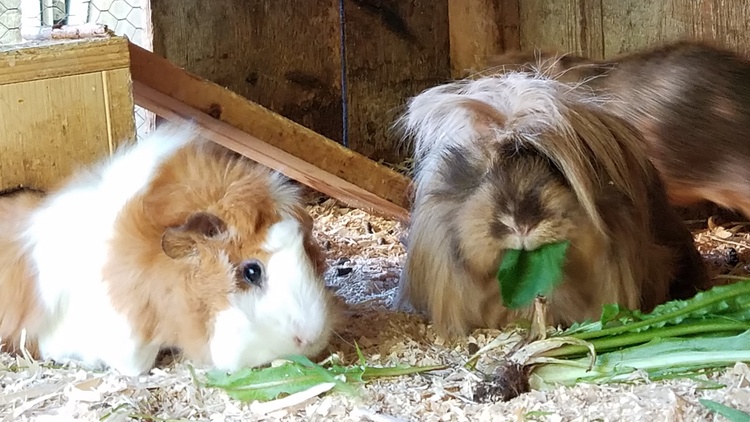 Meerschweinchen Meerschweinchen