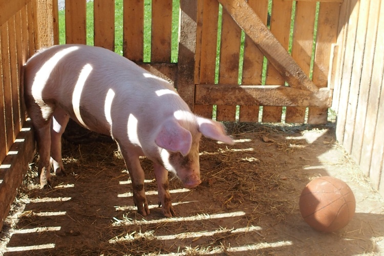 Schwein Rosa Schwein Rosa